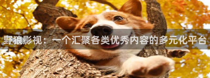 奇米在线精品观看：野狼影视：一个汇聚各类优秀内容的多元化平台